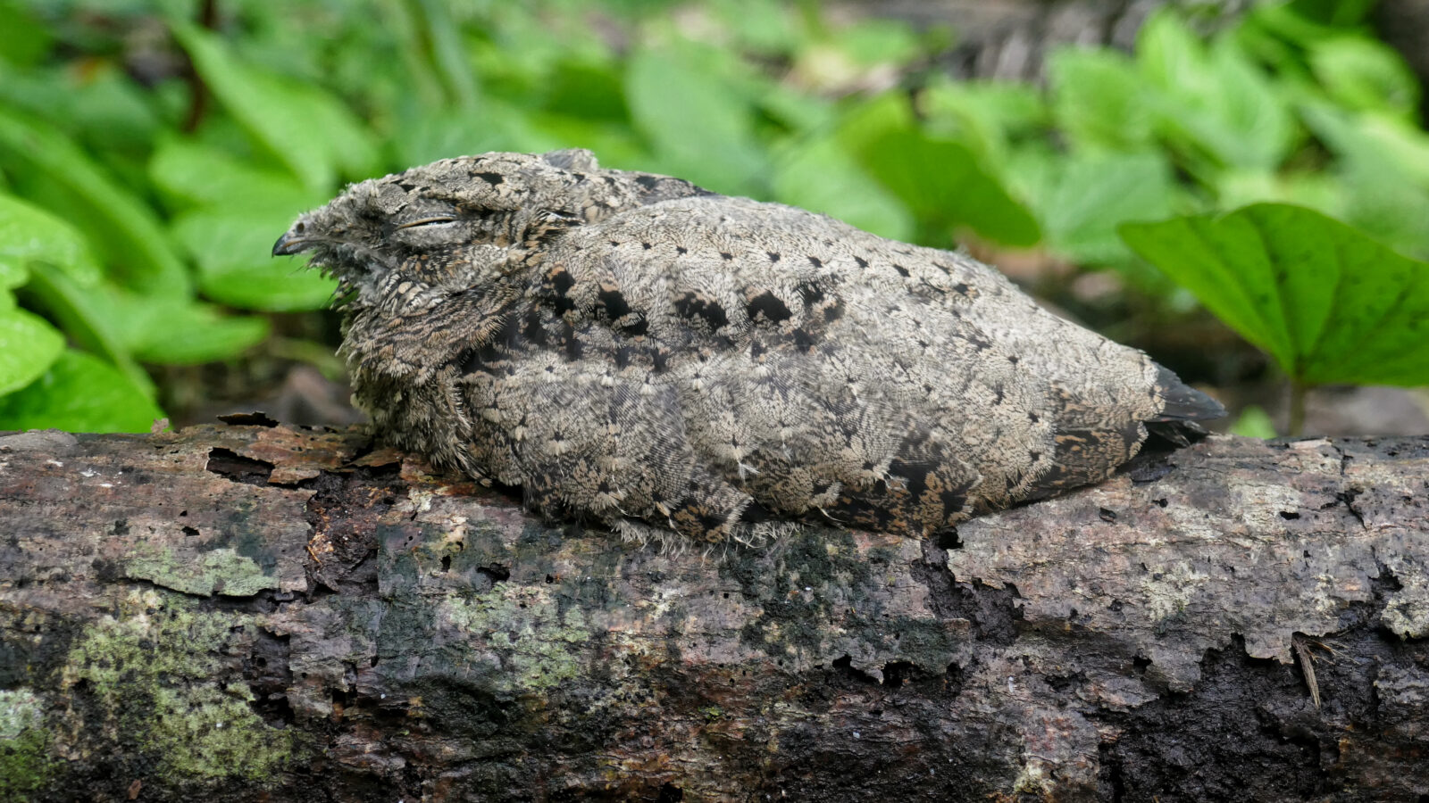 Solomons Nightjar