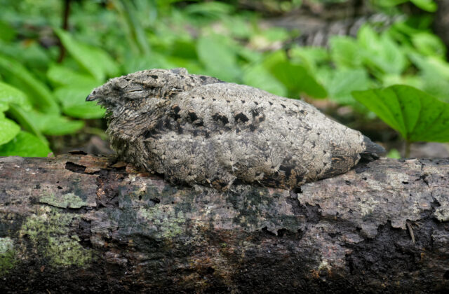 Solomons Nightjar