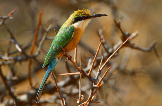 Somali Bee-eater