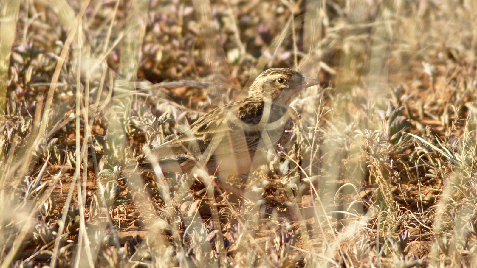 Somali Short-toed Lark