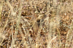 Somali Short-toed Lark