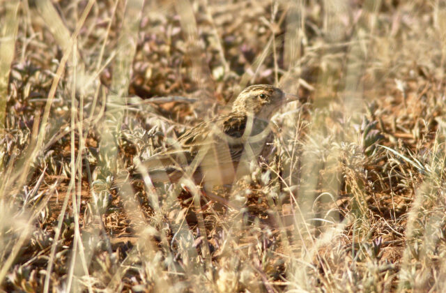 Somali Short-toed Lark