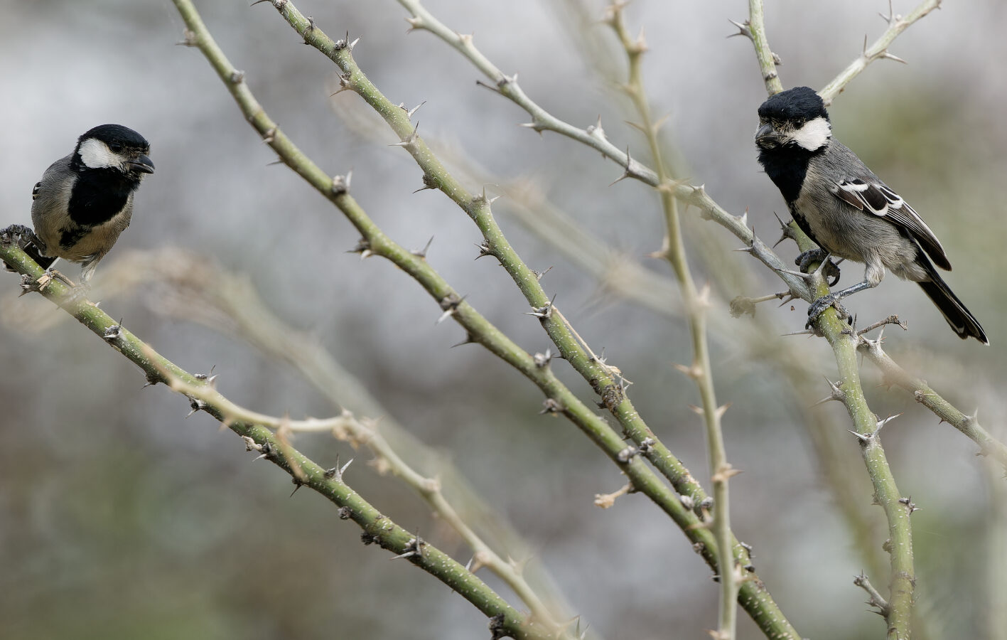 Acacia Tit