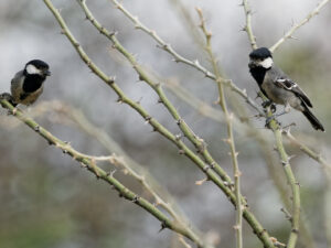 Acacia Tit