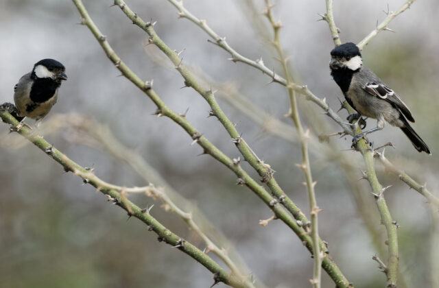 Acacia Tit