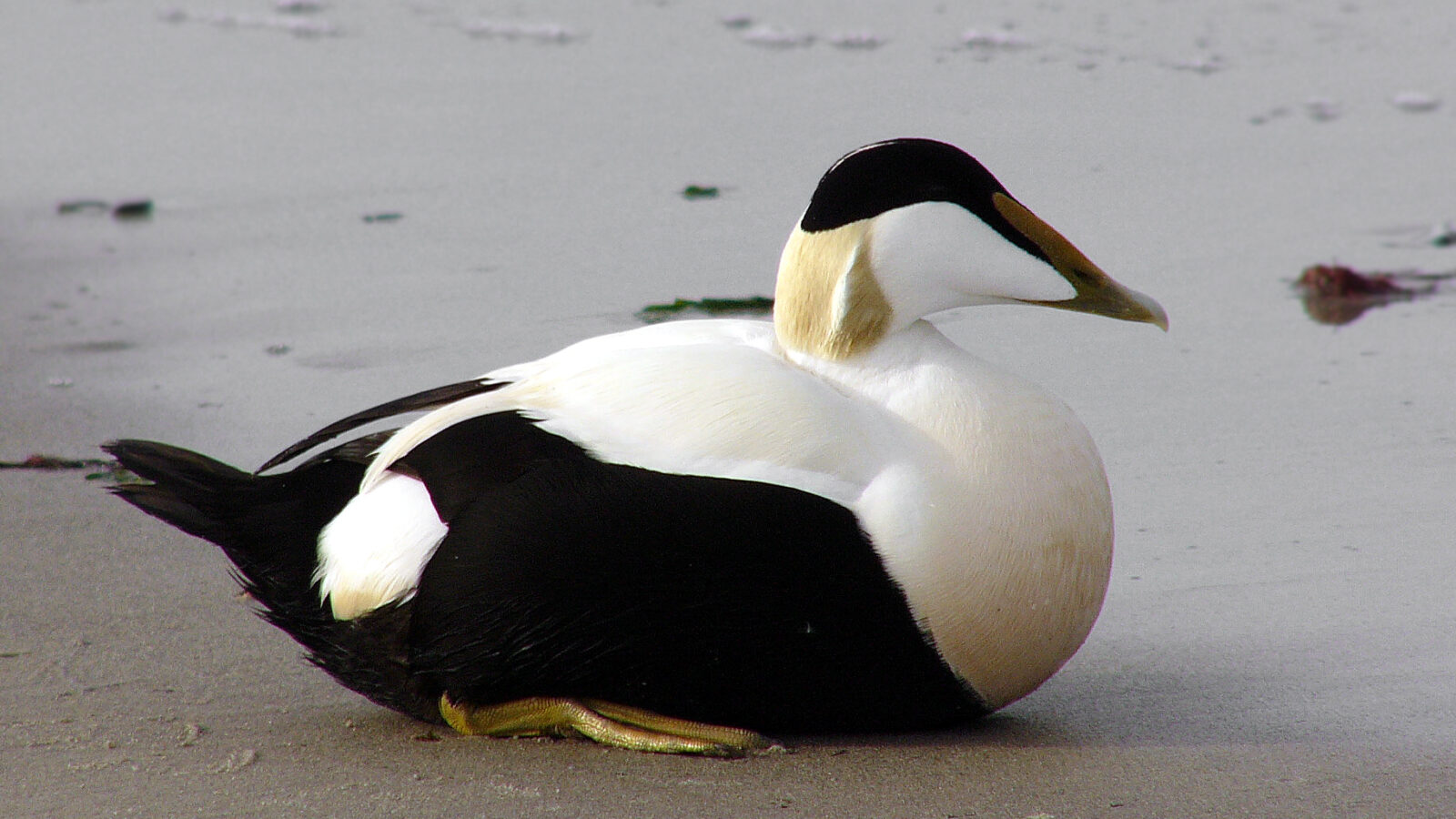 Common Eider