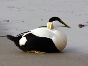 Common Eider