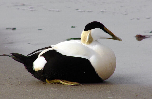 Common Eider