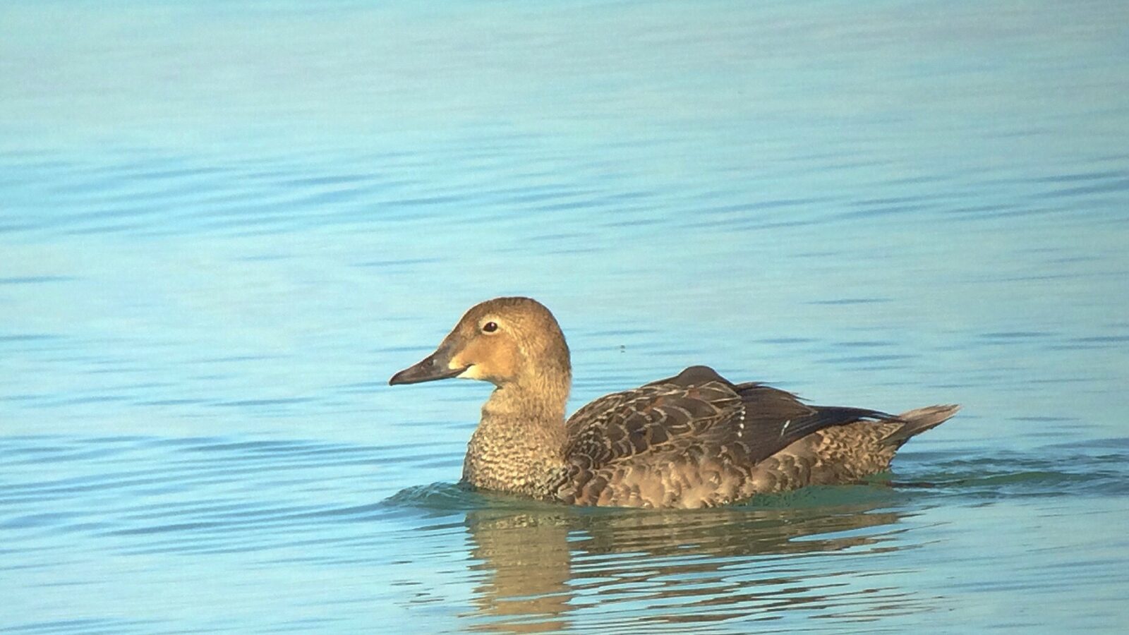 King Eider