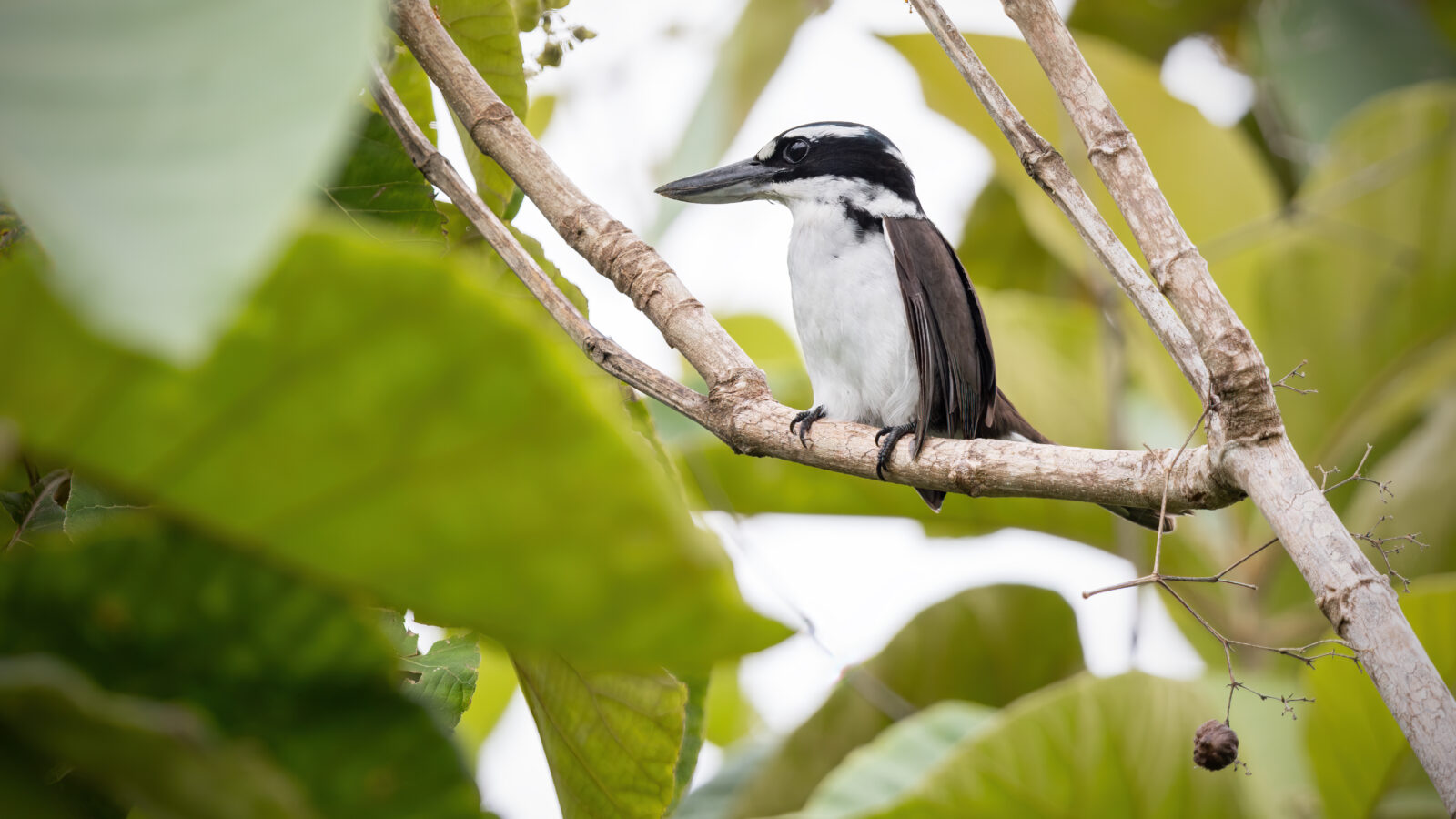 Sombre Kingfisher