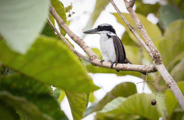 Sombre Kingfisher