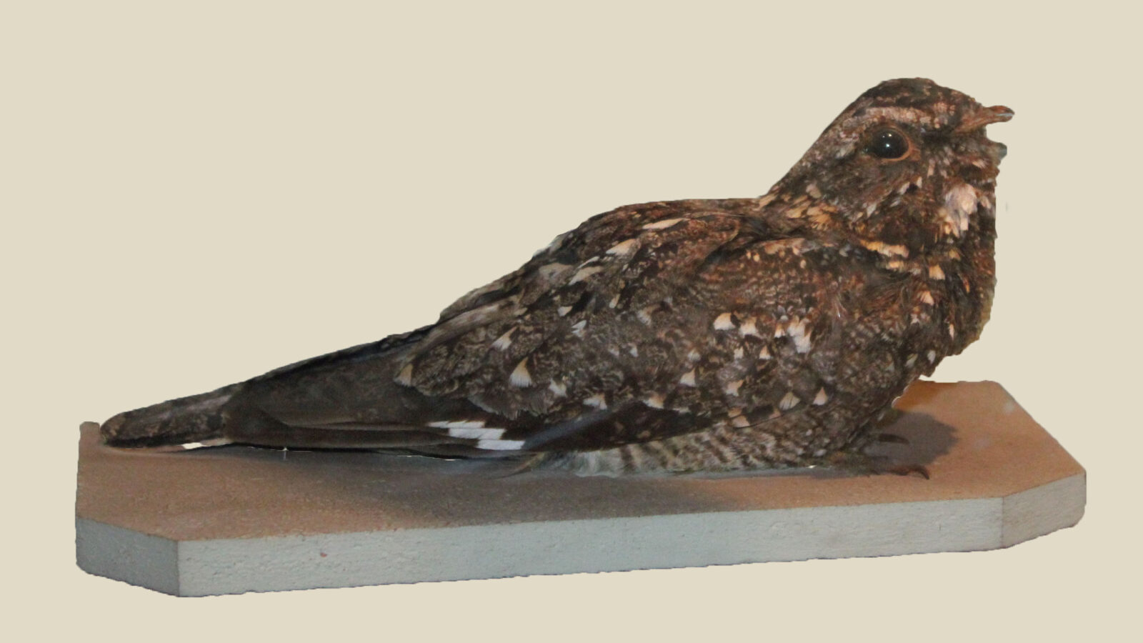 Sombre Nightjar