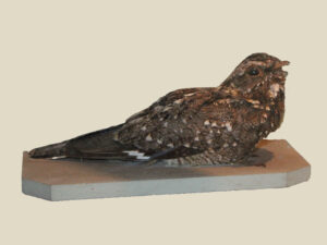 Sombre Nightjar