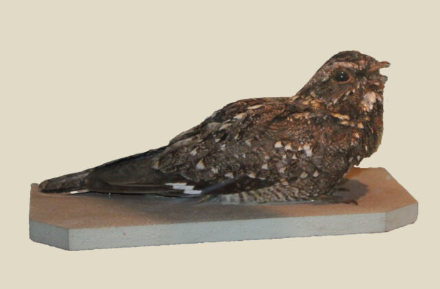 Sombre Nightjar