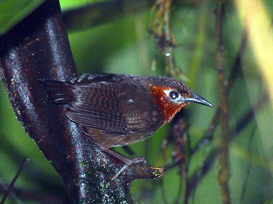 Song Wren