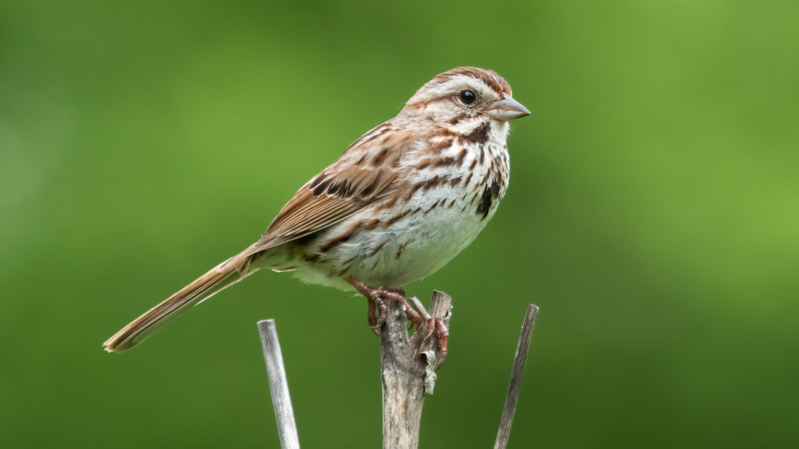 Song Sparrow