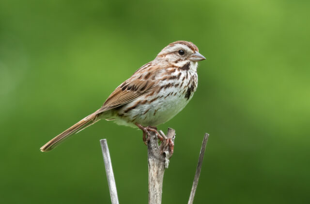 Song Sparrow