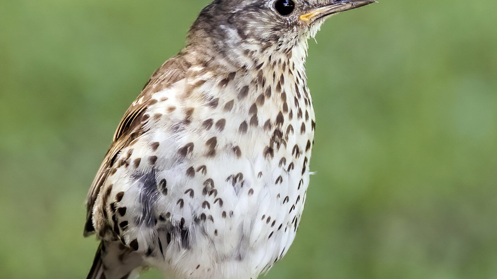 Song Thrush
