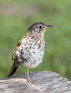 Song Thrush