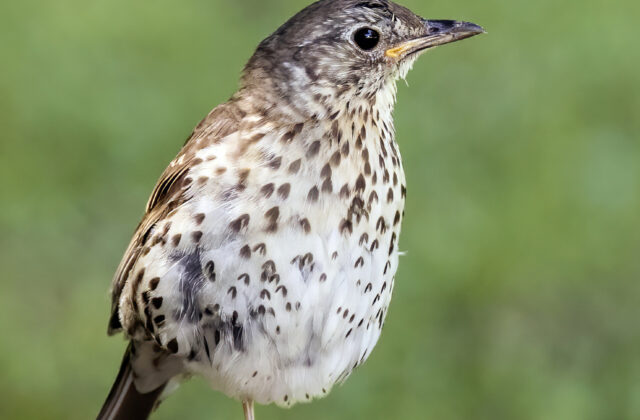 Song Thrush