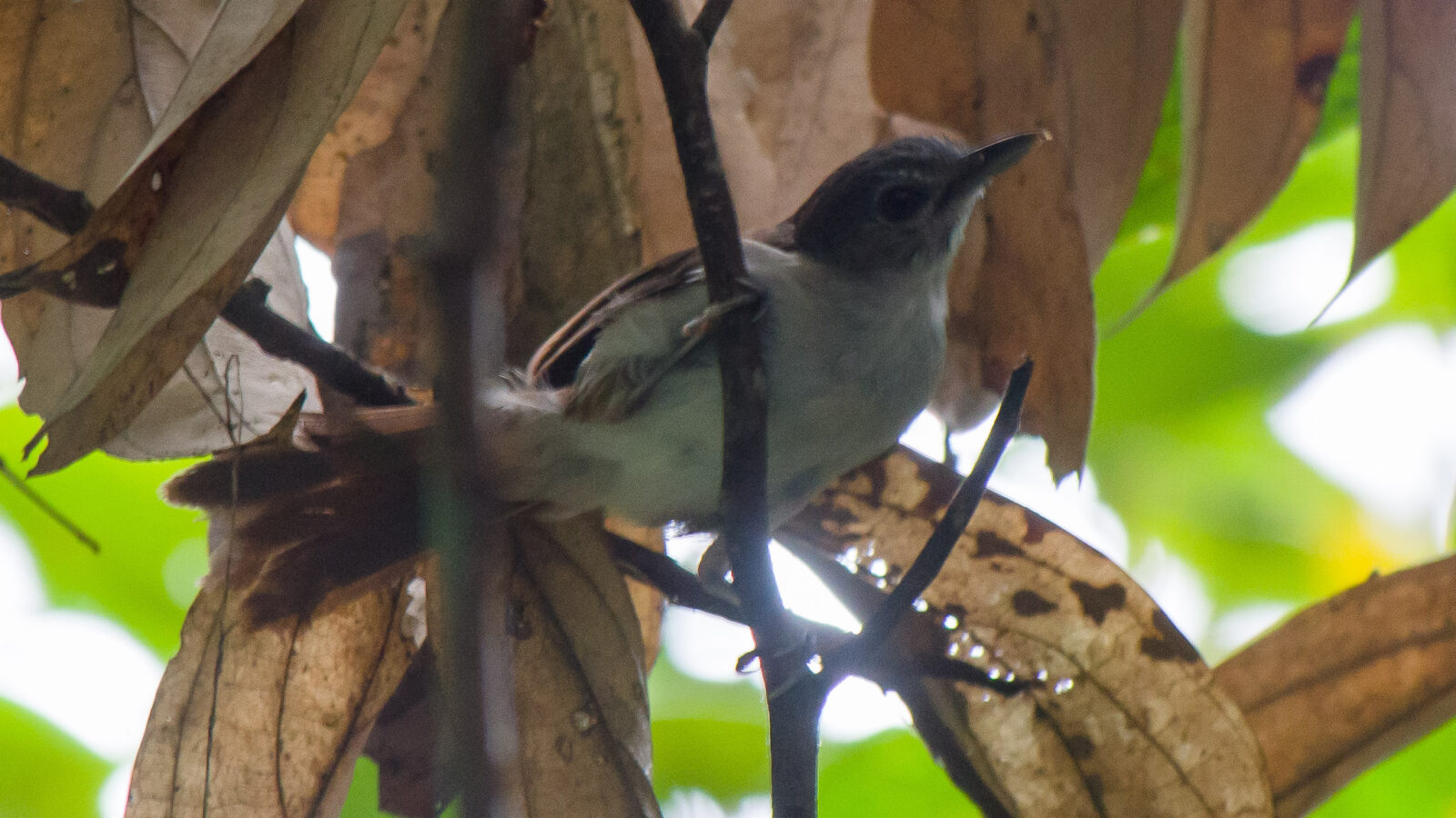 Sooty-capped Babbler