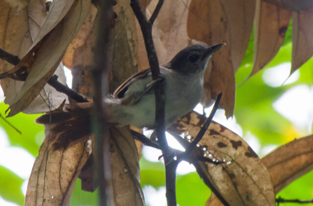 Sooty-capped Babbler