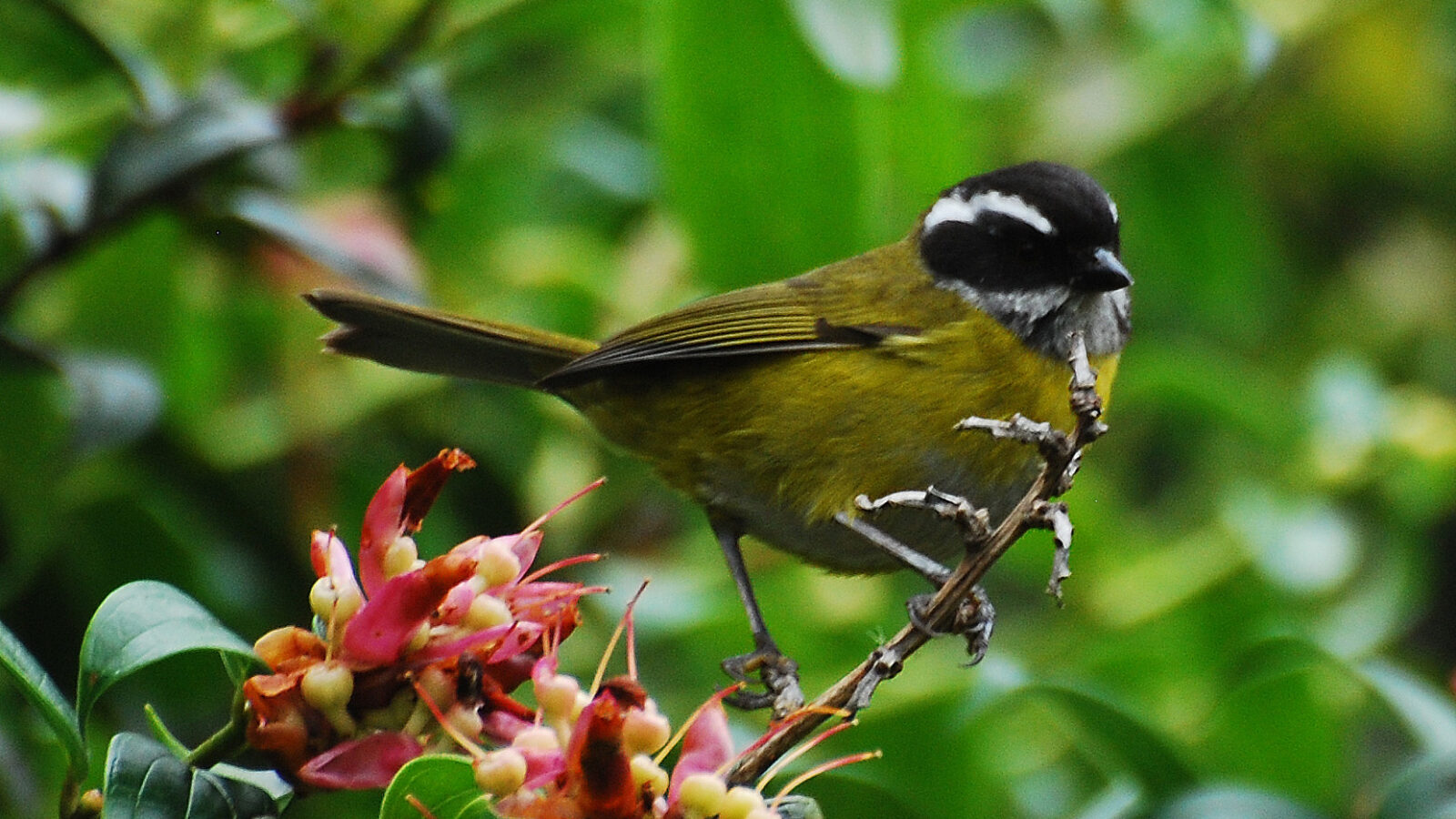 Sooty-capped Chlorospingus