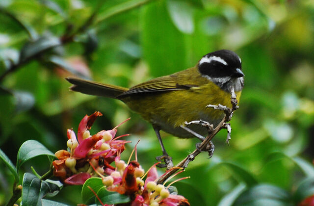 Sooty-capped Chlorospingus
