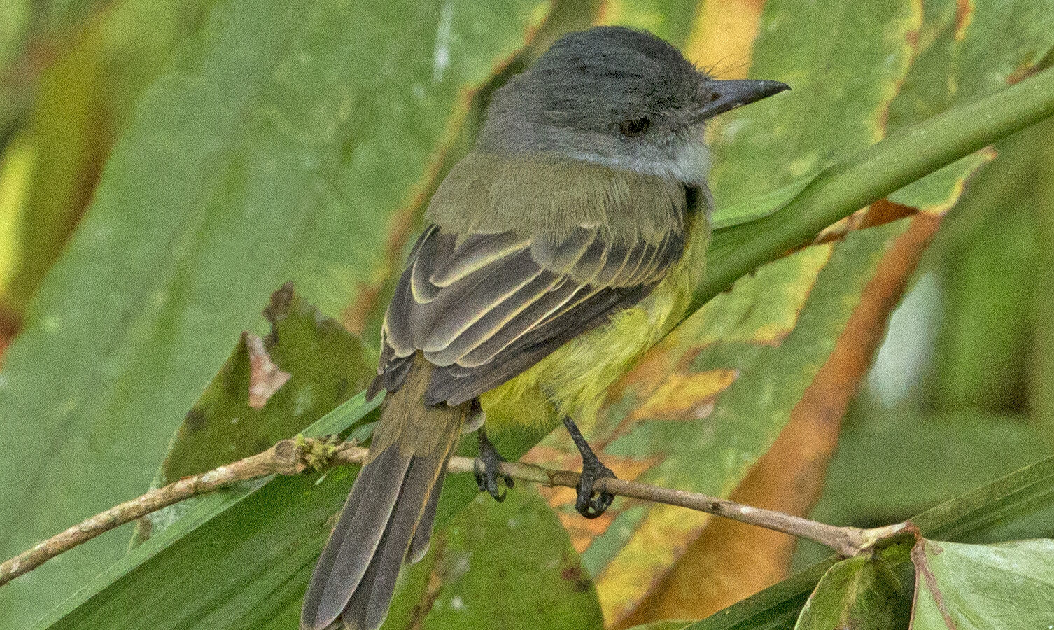 Sooty-crowned Flycatcher