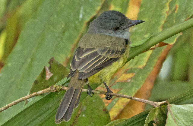 Sooty-crowned Flycatcher