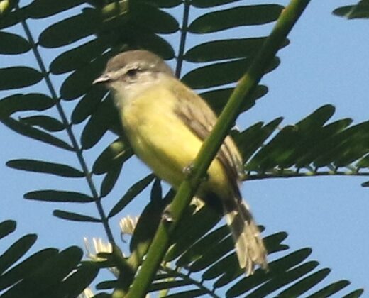 Sooty-headed Tyrannulet