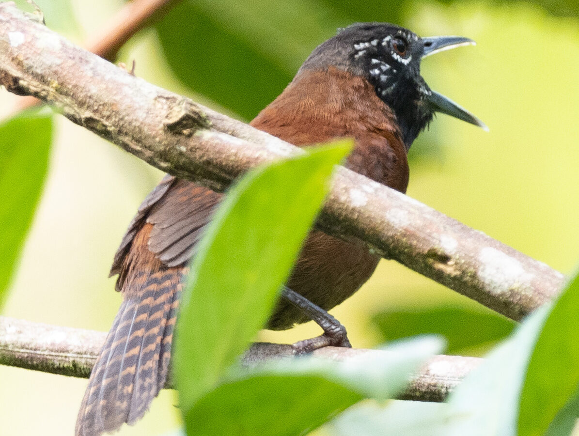 Sooty-headed Wren