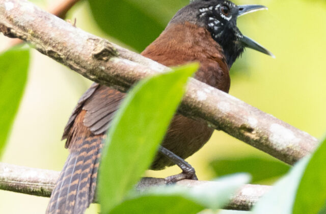 Sooty-headed Wren