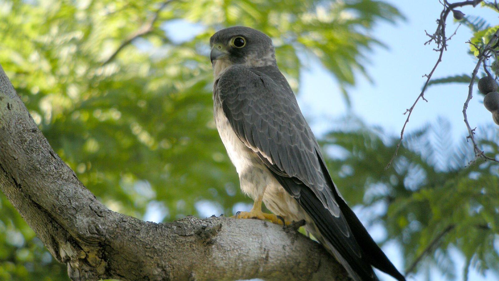 Sooty Falcon