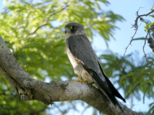 Sooty Falcon