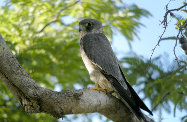 Sooty Falcon