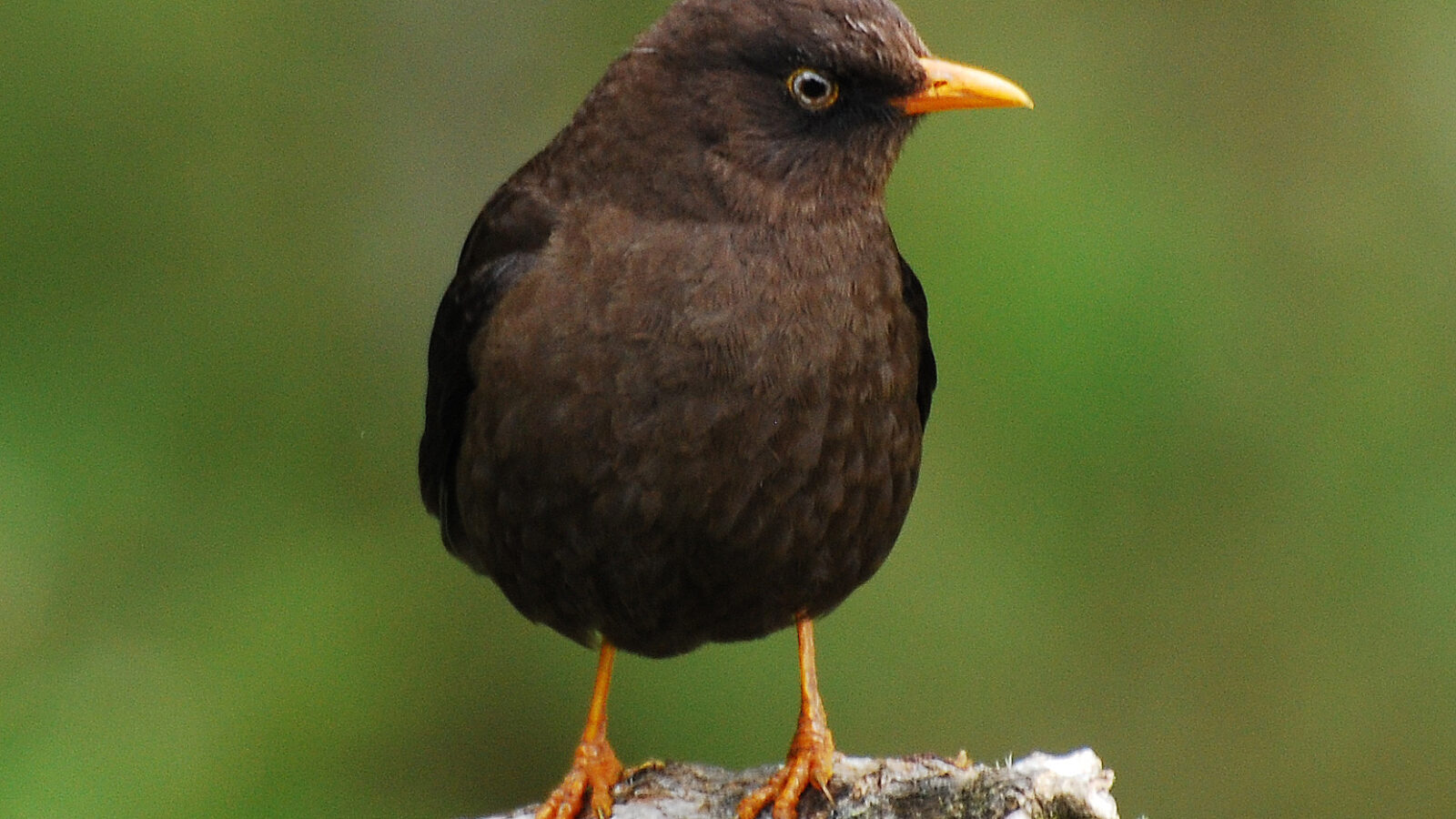 Sooty Thrush