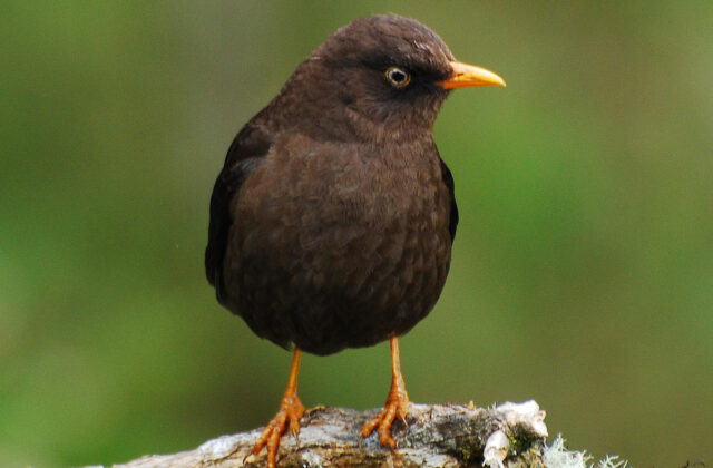 Sooty Thrush
