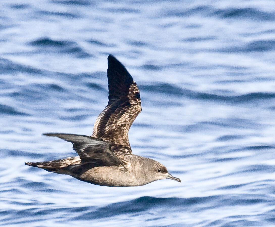 Sooty Shearwater