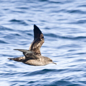 Sooty Shearwater