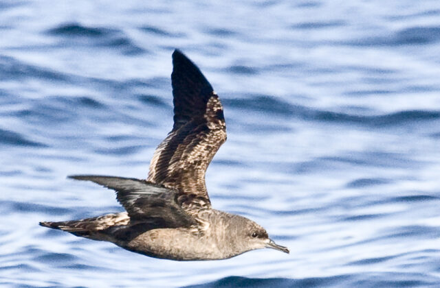 Sooty Shearwater