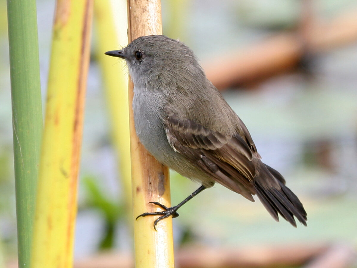 Sooty Tyrannulet