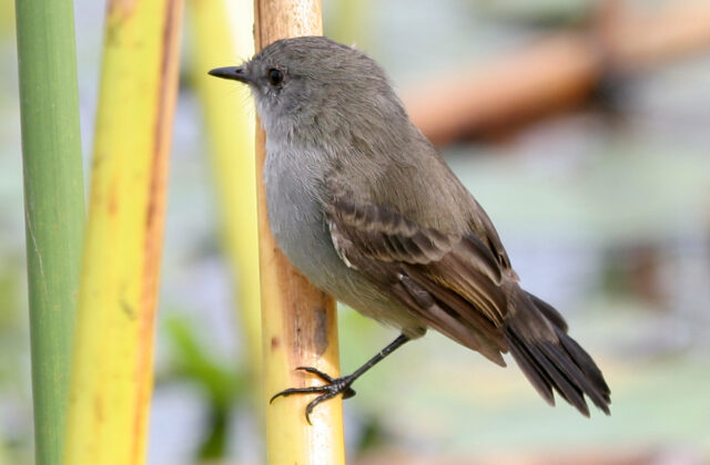 Sooty Tyrannulet