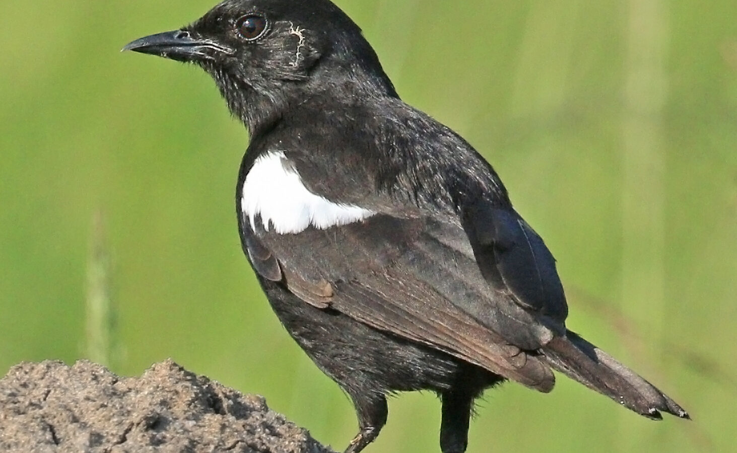 Sooty Chat