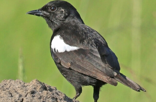 Sooty Chat