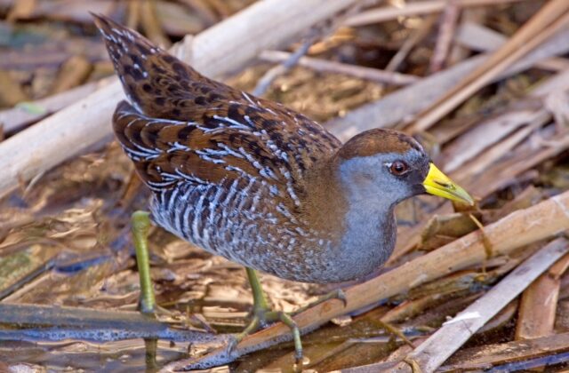 Sora
