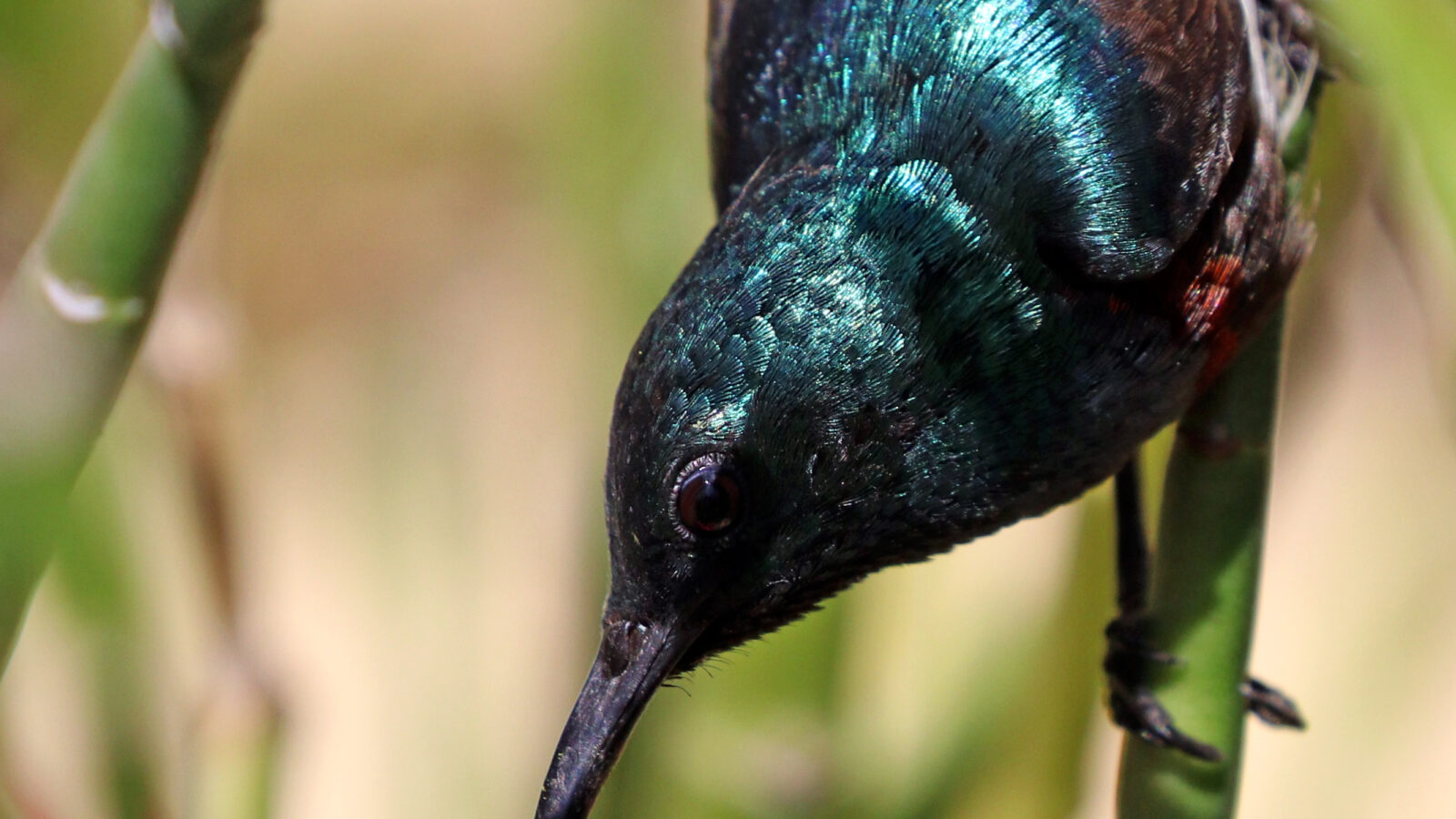 Souimanga Sunbird