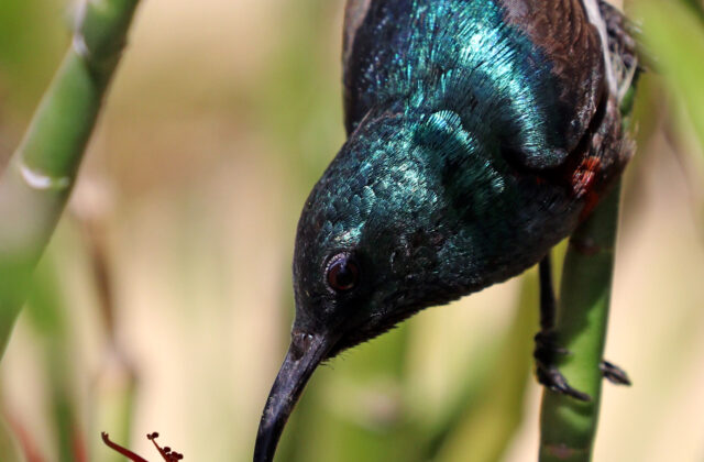 Souimanga Sunbird