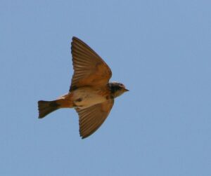 South African Cliff Swallow