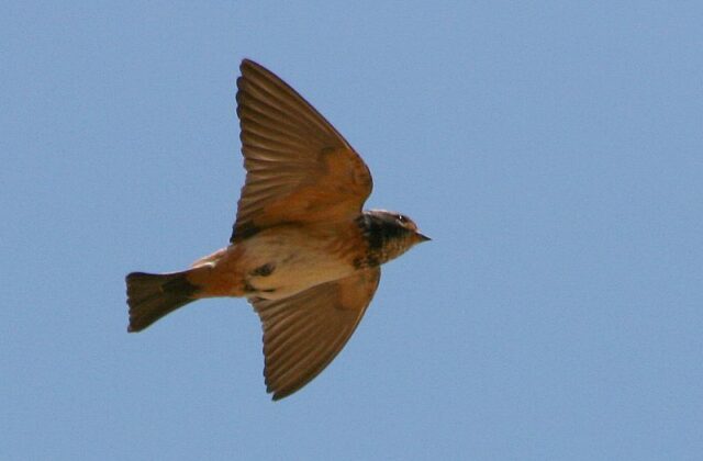 South African Cliff Swallow